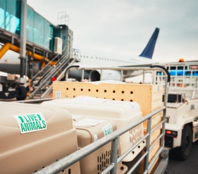 Air cargo pet transportation with travel crates in Canada