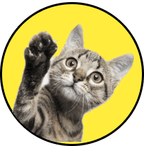 Cat transportation services across Canada