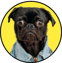 Dog transportation services across Canada