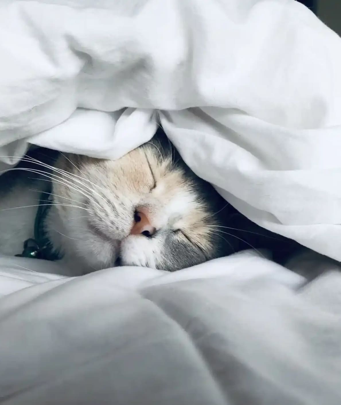 pet travel advisors services Canada & USA