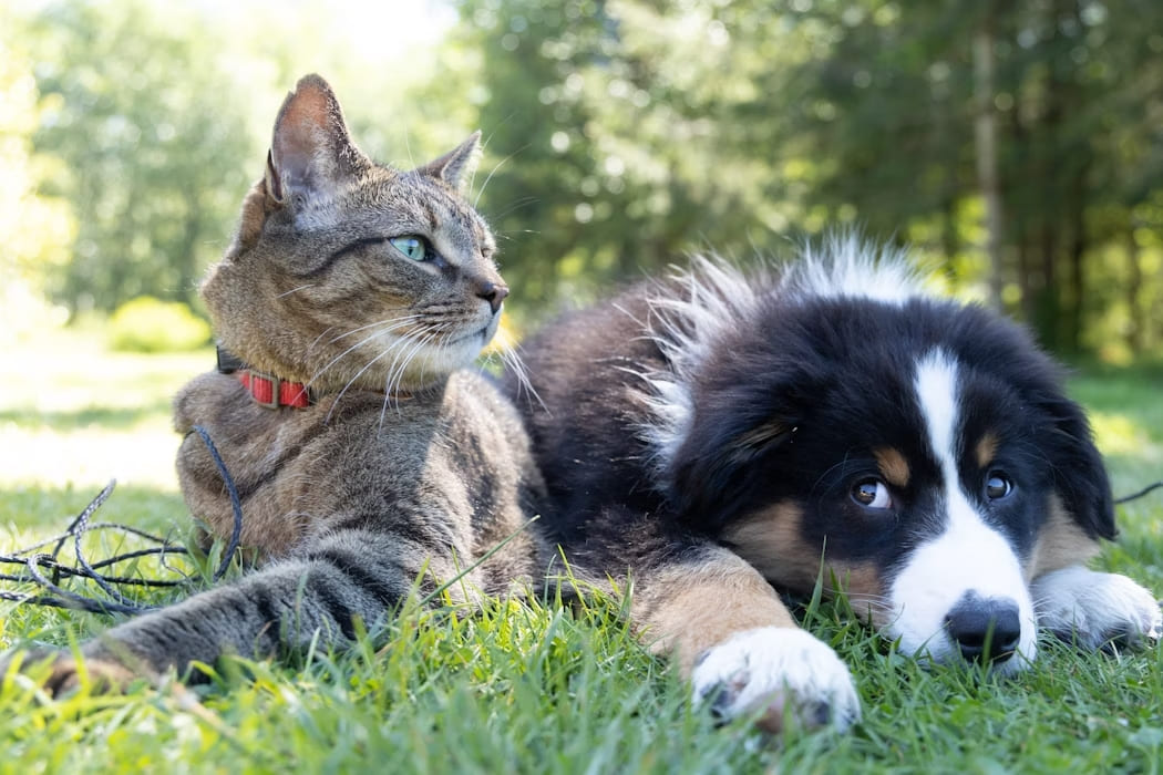 Pet Relocation Services Canada