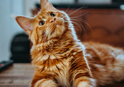 Cat prepared for professional pet transportation services in London, Ontario