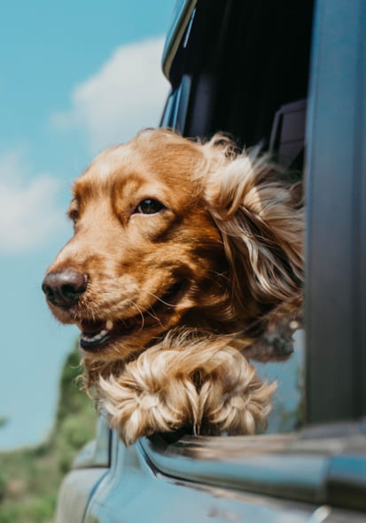 Dog travelling by car as part of pet transportation planning in London, Ontario