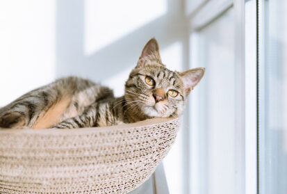 Cat resting comfortably before professional pet transportation in Montreal, Quebec