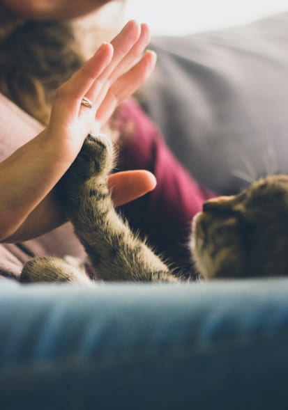 Cat interacting with owner before professional pet transportation from Halifax, Nova Scotia