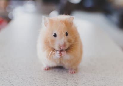 Small mammal prepared for professional pet transportation from Halifax, Nova Scotia