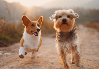 Dogs travelling together as part of a professional pet transportation plan from Quebec City