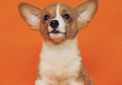 Puppy prepared for pet relocation services in London, Ontario