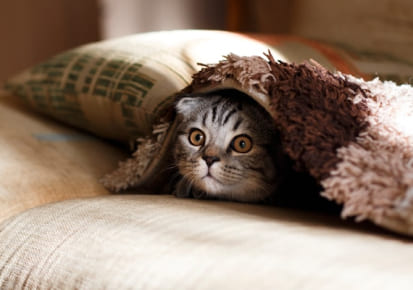 Cat resting comfortably before professional pet transportation from Halifax, Nova Scotia