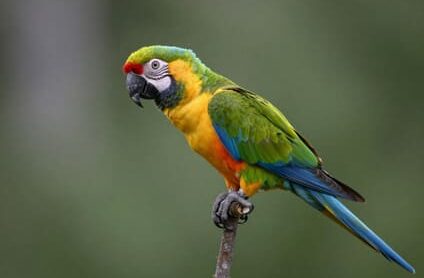 Parrot prepared for bird transportation during pet travel in Ottawa, Ontario