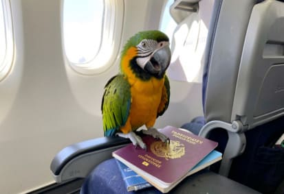 Bird travelling in an aircraft cabin during pet transportation in Toronto and the Greater Toronto Area
