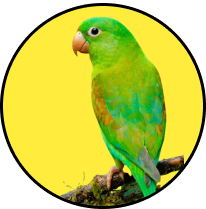 Bird transportation services across Canada