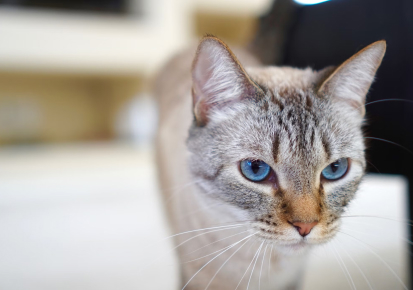 Blue-eyed cat ready for travel as part of a coordinated pet relocation from Hamilton, ON