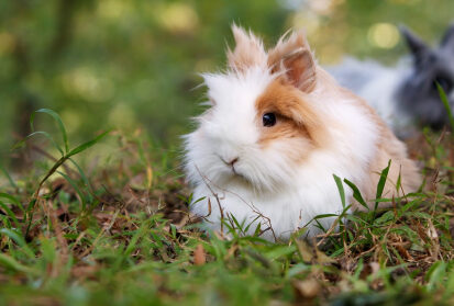 Rabbit prepared for a planned small mammal relocation from Montreal, QC
