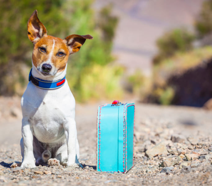 Dog ready for relocation during pet transportation in Canada