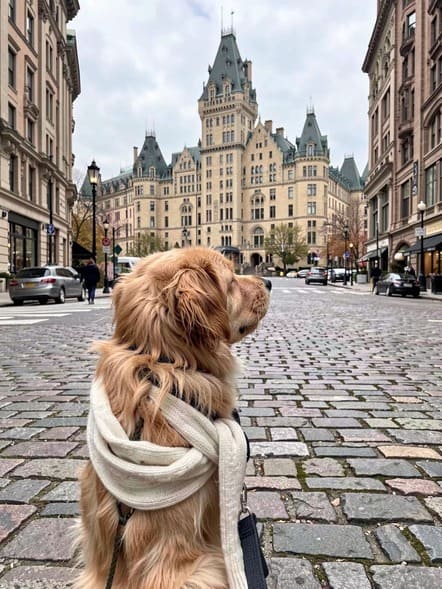Dog prepared for pet relocation in Ottawa, Ontario, near the city centre