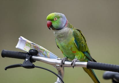 Parrot shown during travel preparation as part of a planned pet relocation from Regina, SK
