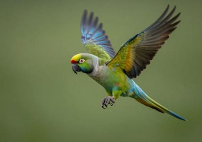Parrot shown during travel preparation for a planned exotic pet relocation from Vancouver, British Columbia